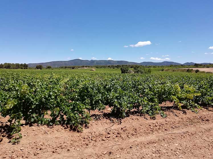 Paisaje de viñedos