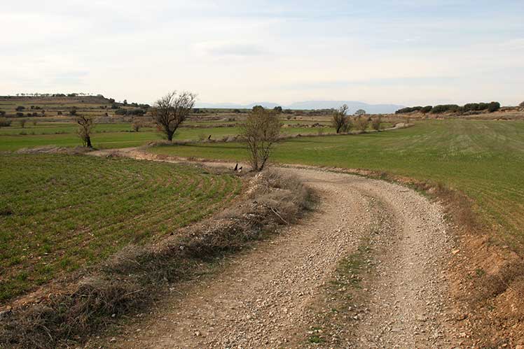 El camí planer envoltat de secà