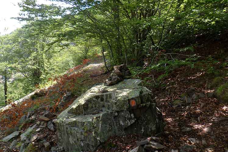 Camí travessant el bosc