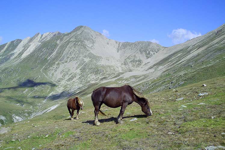 Cavall pasturant