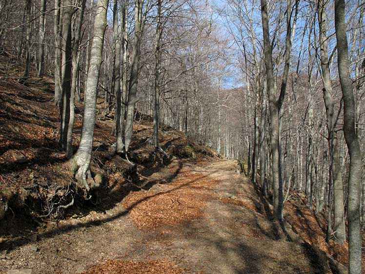 Vista del camí de pujada entre la fageda